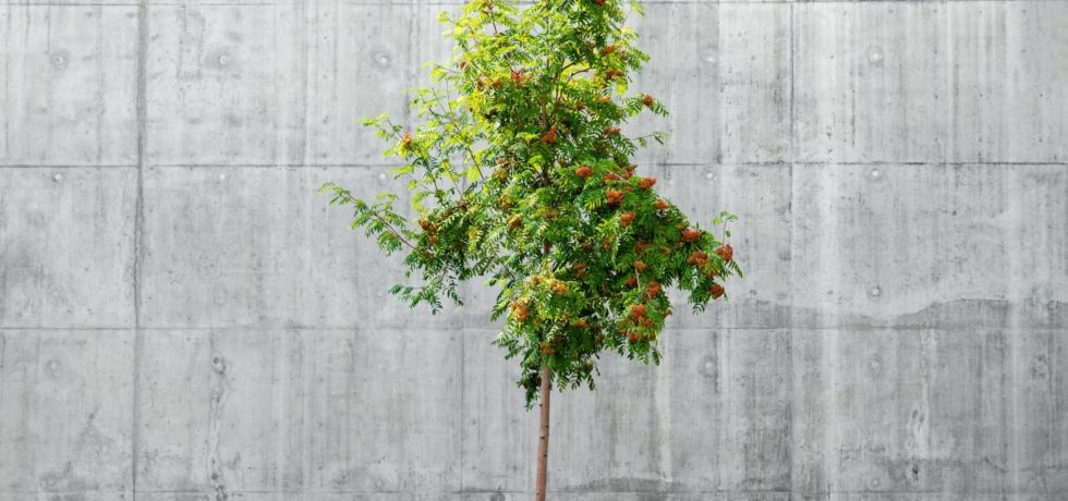 Low-carbon concrete surrounds a single lean and vibrantly green tree.